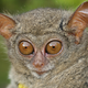 Illustration for article titled 12 Real Animals We Can't Believe Aren't Pokémon